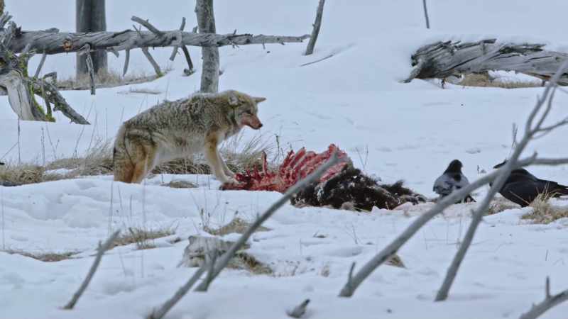 It provides predators in the park