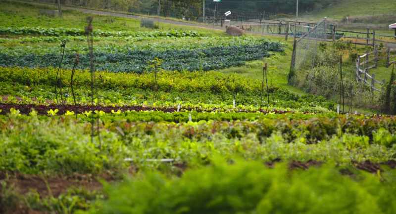 It reduces the potential of accumulated pathogens