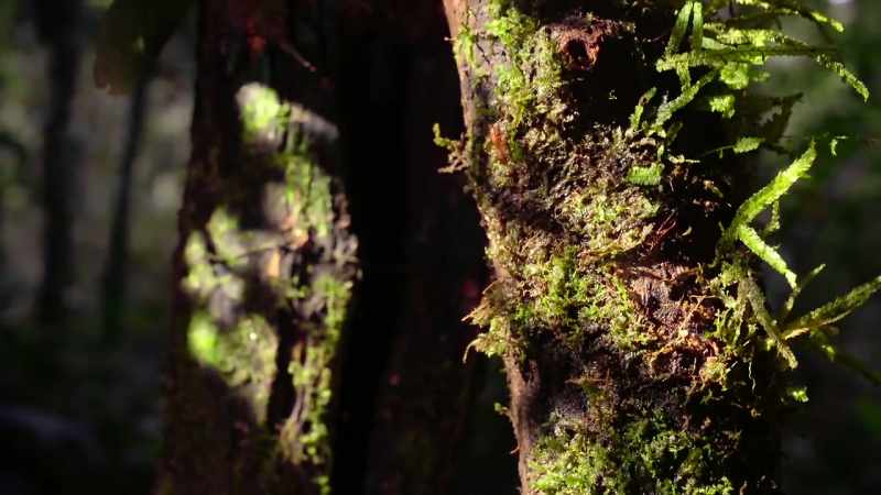 It seems compelled to climb upwards