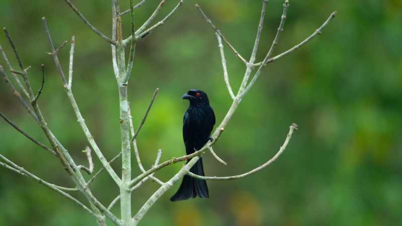 It seems that every bird in the forest