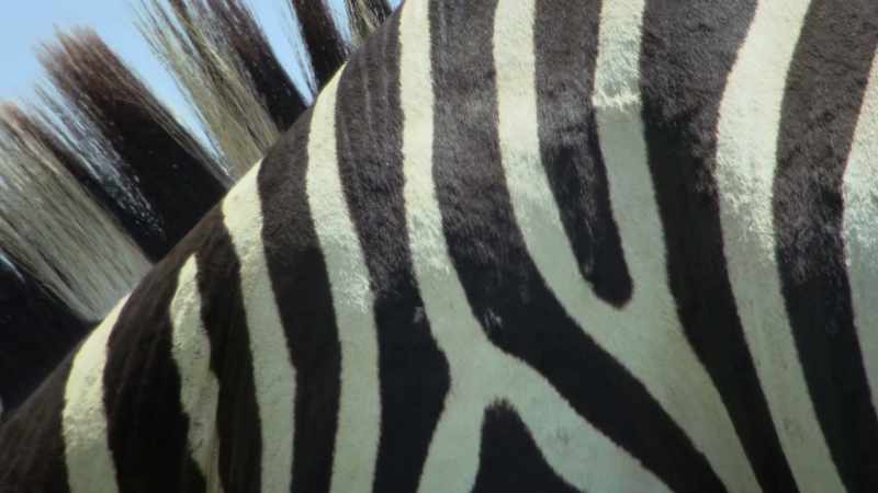 It seems it's another consequence of those stripes