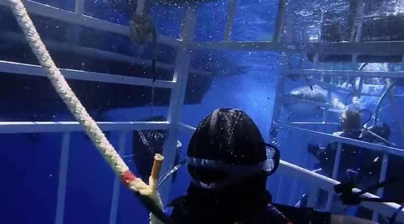 It sends a powerful scent to the shark