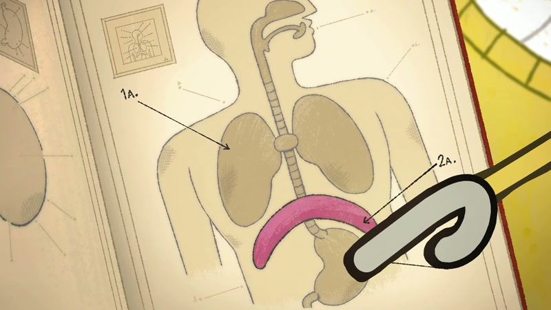 It sits between the stomach area and the chest