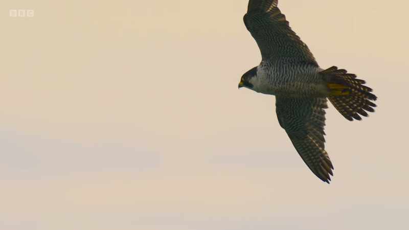 It surveys the flock from on high