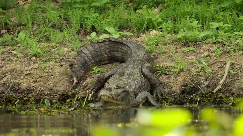 It takes huge courage to face down a fierce predator alone