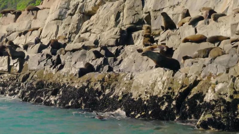 It takes one brave seal to lead the way