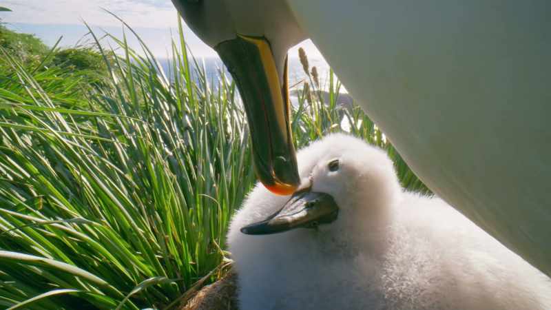 It is the only chick that they will have in two years