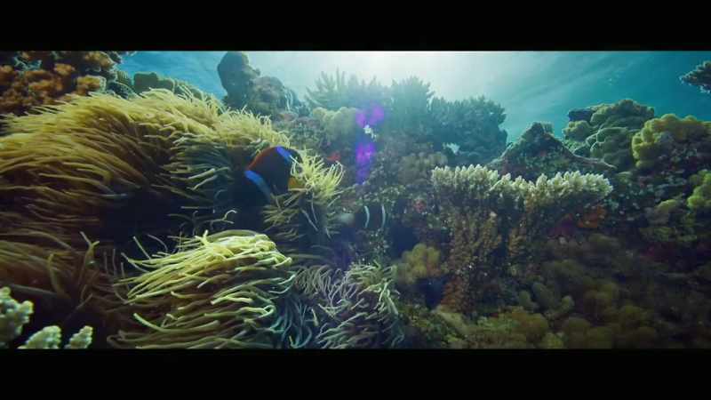 It is the world's largest coral reef ecosystem