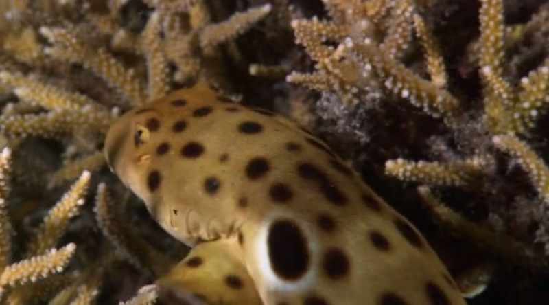 It has thick-round muscular fins that it