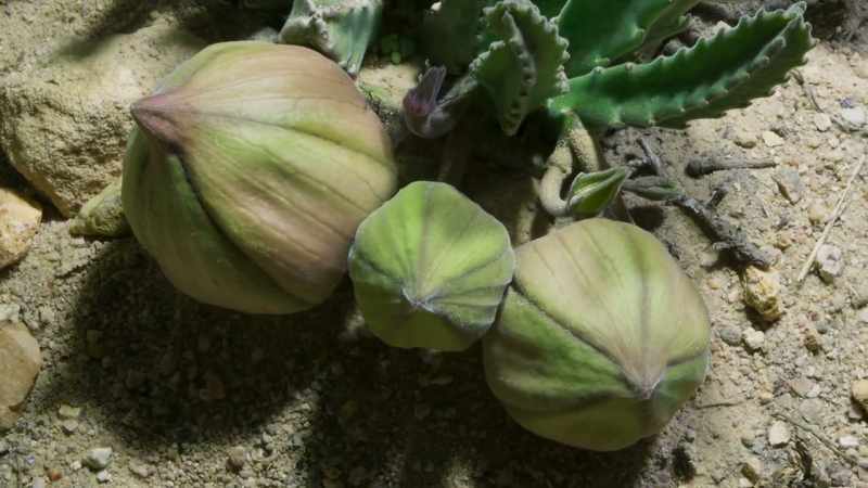 It uses water stored in its stems