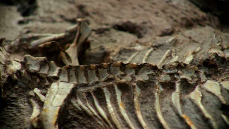 It wasn't long before we started finding bits of fossil bone and eventually we found complete