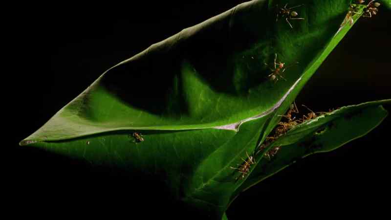 It will provide a strong, waterproof, safe home for the ants