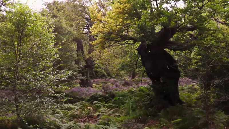 It will take many years to recreate anything as rich as the woodlands