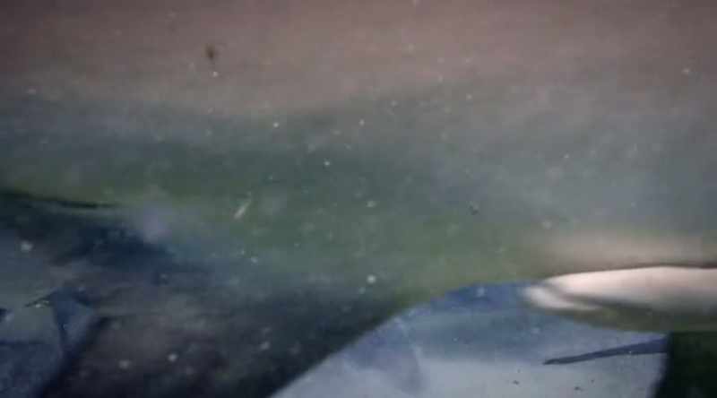 It was willing to swim into water only inches deep