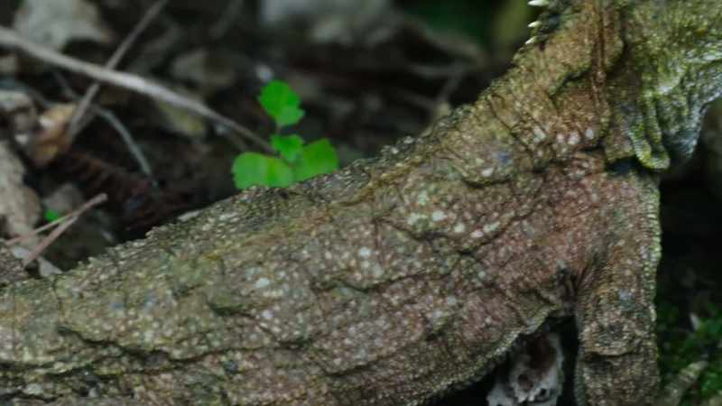 It would be easy to lump tuatara in with other reptiles