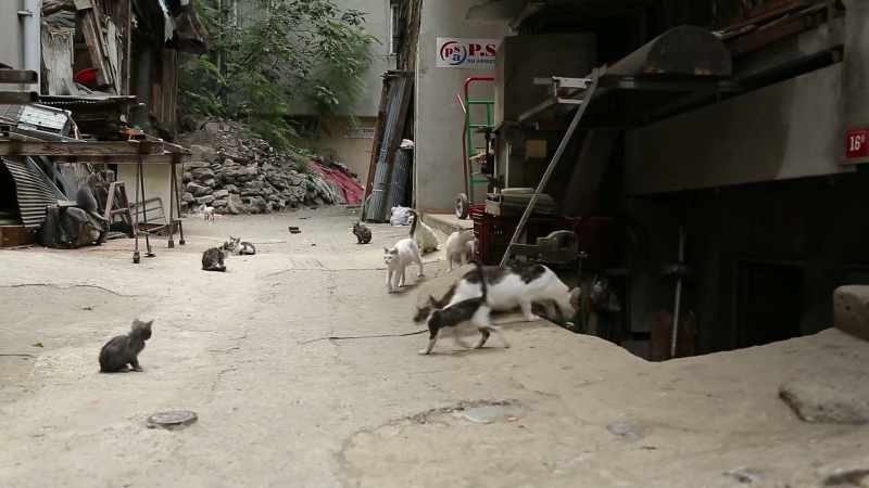 It would be easy to see street cats as a problem