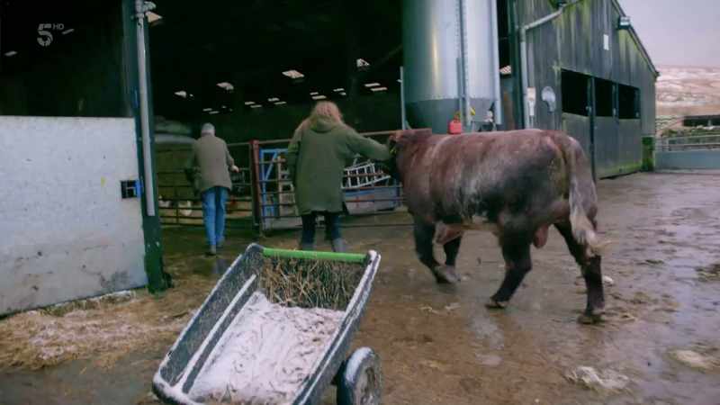 It'll probably hear one moo and then I'll be history!