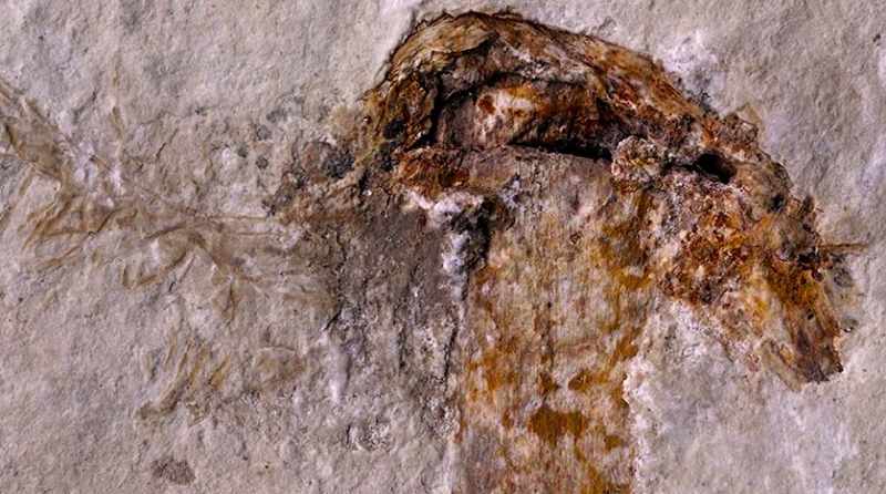 It's 113 million years old