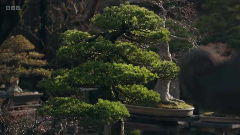 It's a beautiful tree