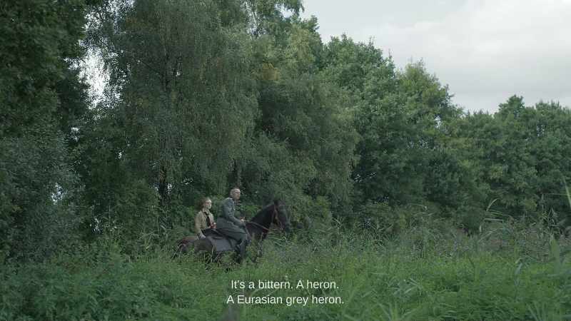 It's a bittern. A heron. A Eurasian grey heron