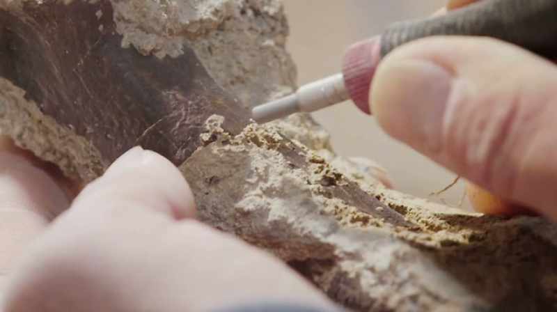 IT'S A BONE THAT WILL HELP US IDENTIFY THE CREATURE FOR SURE