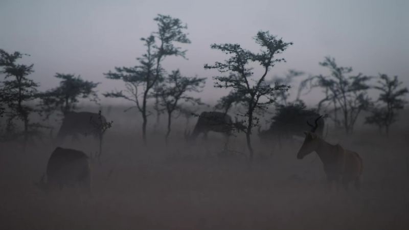 It's a cool, still dawn in Naboisho