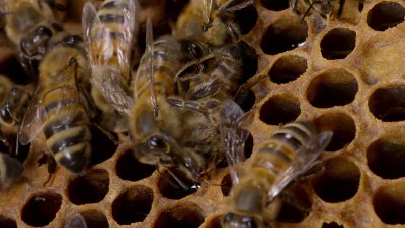 It's a death pheromone that has a characteristic odor