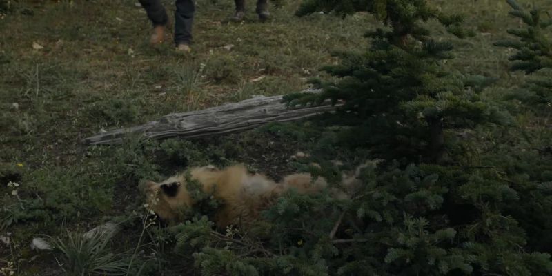 It's a fox