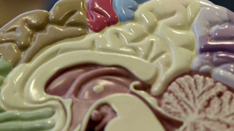 It's a fundamental neurotransmitter