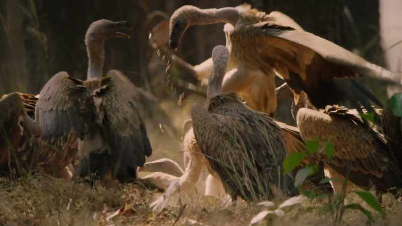 It's a good time to be a vulture