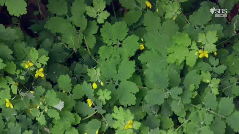 It's a herb a called greater celandine