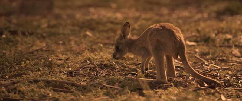 It's a kangaroo! - It's a joey