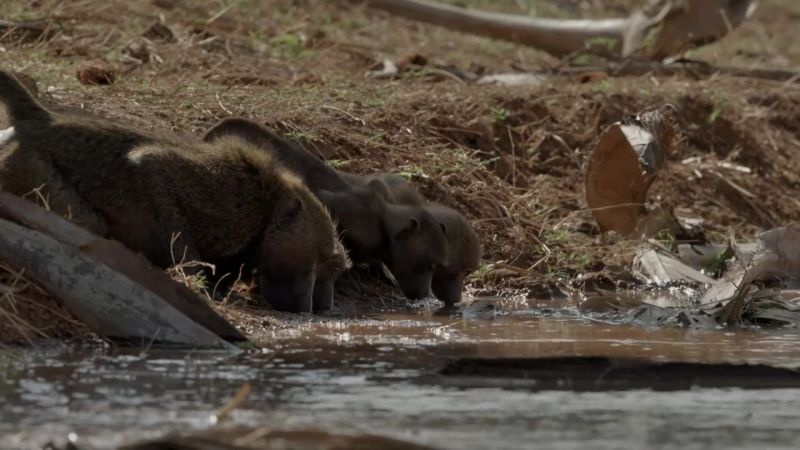It's a lifeline for the animals that live here
