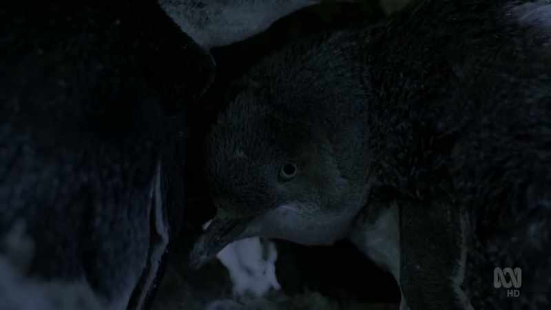It's a long wait for a little penguin