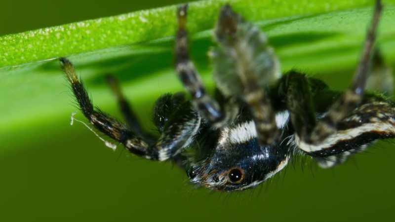 It's a male Jotus, looking for a mate