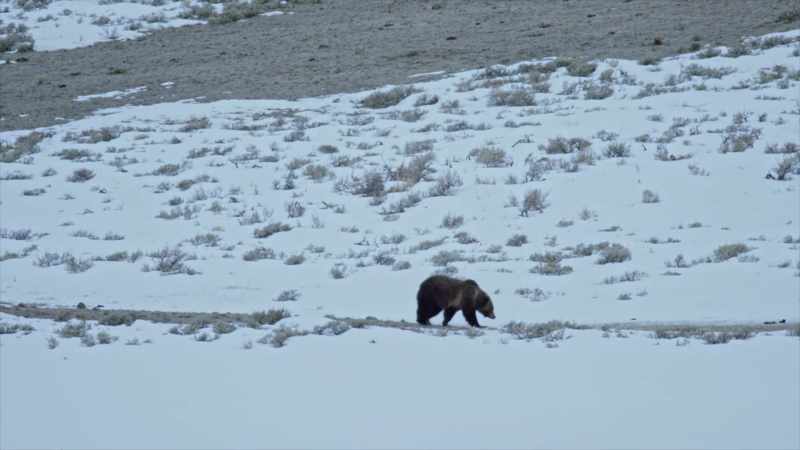 It's a misconception that grizzlies wake