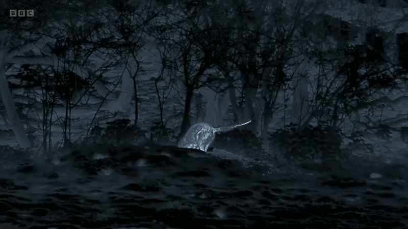 It's a mistake to think that you are always safe in a burrow