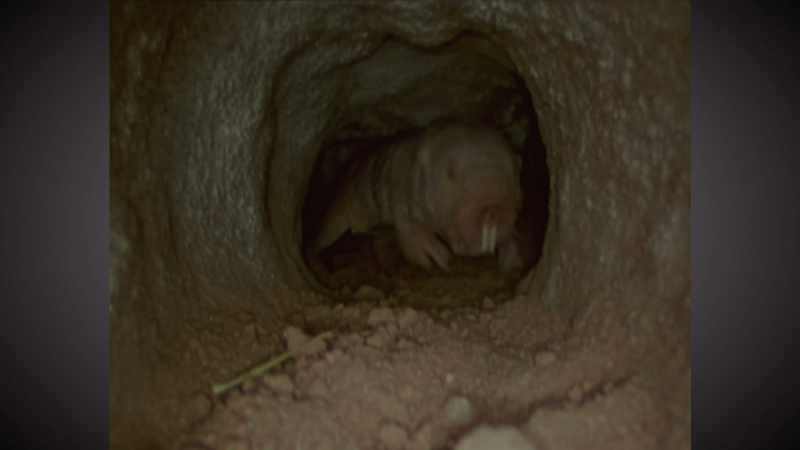 It's a naked mole-rat