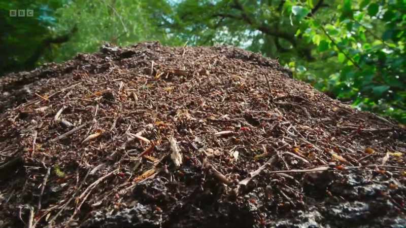 It's a nest of wood ants