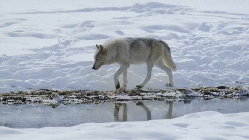 It's a new era for both predator and prey