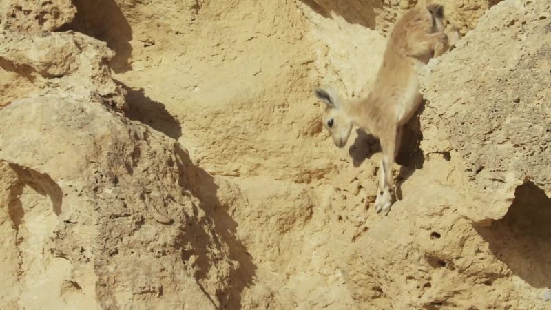 It's a perilous journey for kids only a few days old