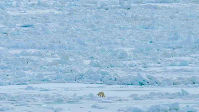 It's a promising start for the first bears out on the ice