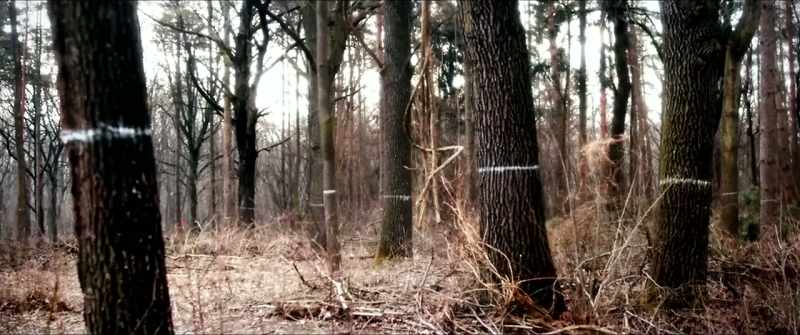 It's a rustic landscape with enthralling forests