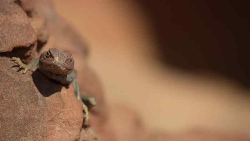It's a sleeping tarbosaur that has been feeding on that carcass