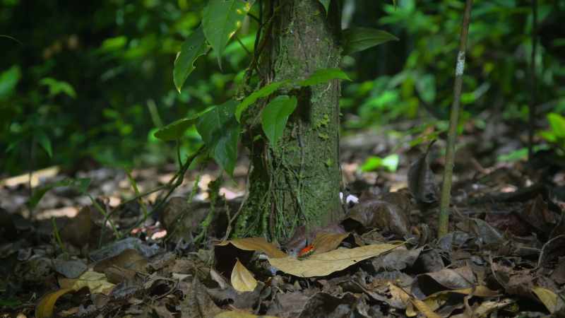 It's a strawberry poison—dart frog