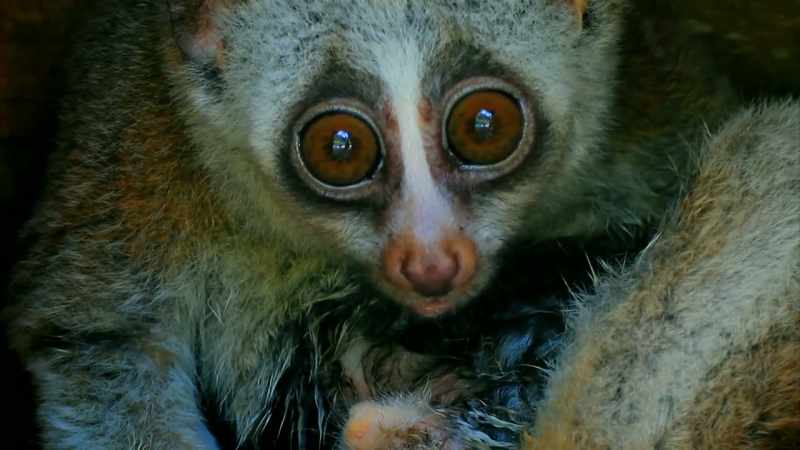 IT'S A TYPE OF SLOW LORIS