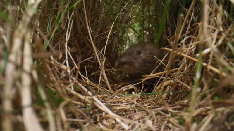 It's a vole - a small rodent with teeth specially adapted
