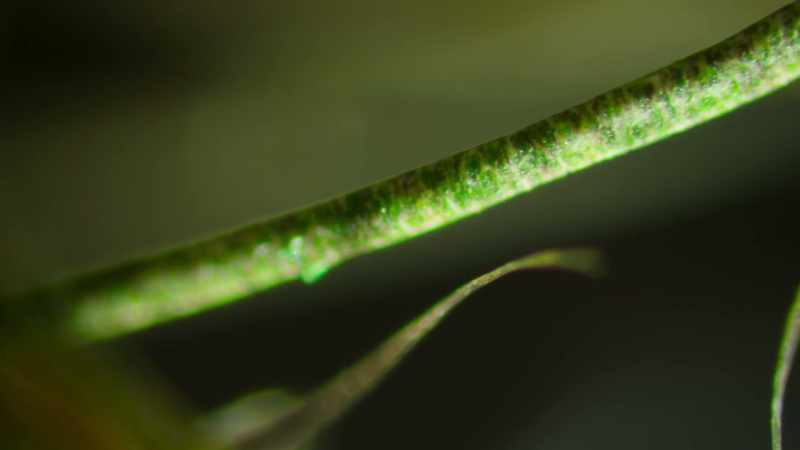 It's algae so far found only on sloths
