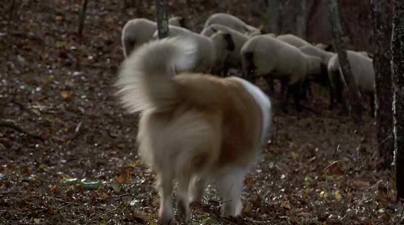 It's all right, Lassie, go! Go home!