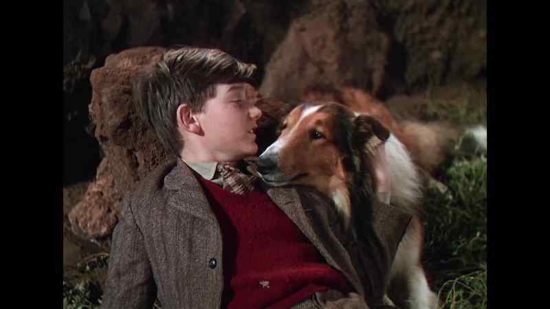 It's all right, Lassie